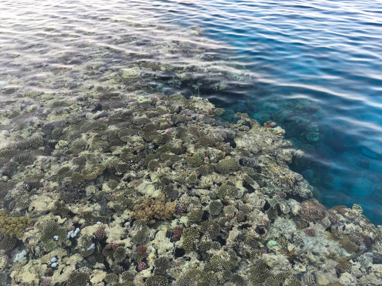 Coral reef in the clear shallows at Sharks Bay